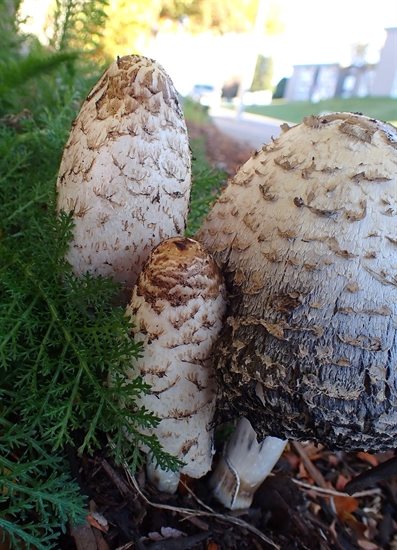 Shaggy mane mushrooms grow on a roadside near Kamloops. 