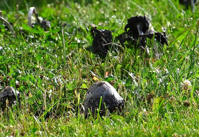 These shaggy mane mushrooms were spotted growing on a lawn in Kamloops. 