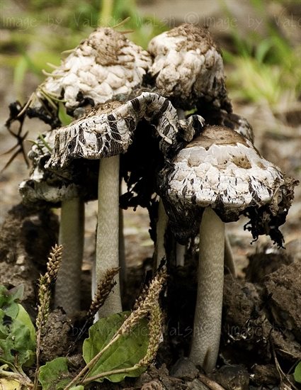 Shaggy manes slowly dissolve in Logan Lake. 