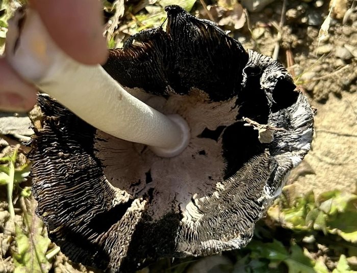 The gills under a shaggy mane mushroom in the North Okanagan backcountry are turning black. 