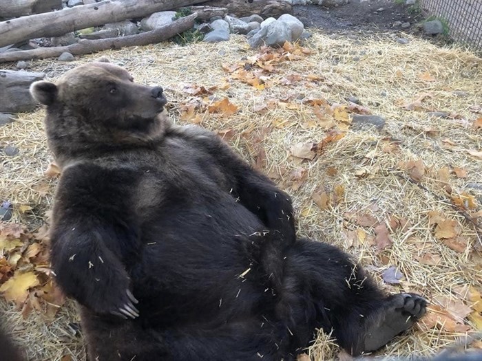 A roly-poly bear at the BC Wildlife Park lounges in his enclosure. 