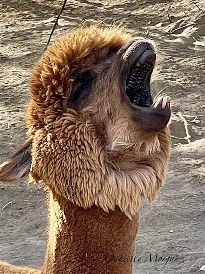 This yawning alpaca in Kamloops appears to be yelling. 