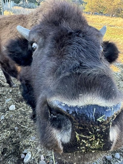 A curious bison at the BC Wildlife Park gets too close to the camera. 