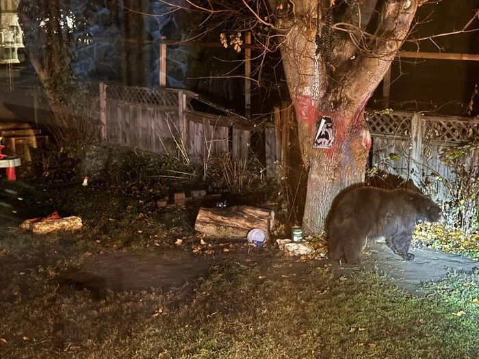 A young black bear saunters across a property in a Kamloops neighbourhood. 