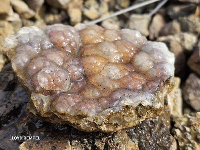 Botryoidal chalcedony plate from the painted bluffs; Kamloops BC