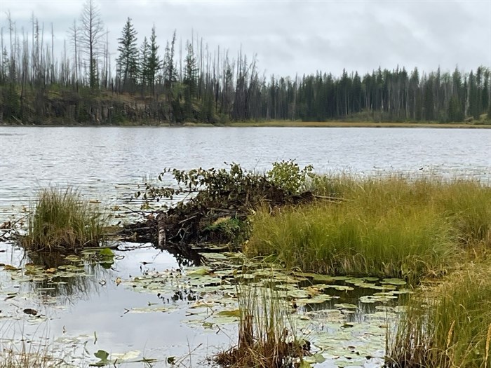 A lodge built by Doug the beaver in the upper Deadman Watershed.