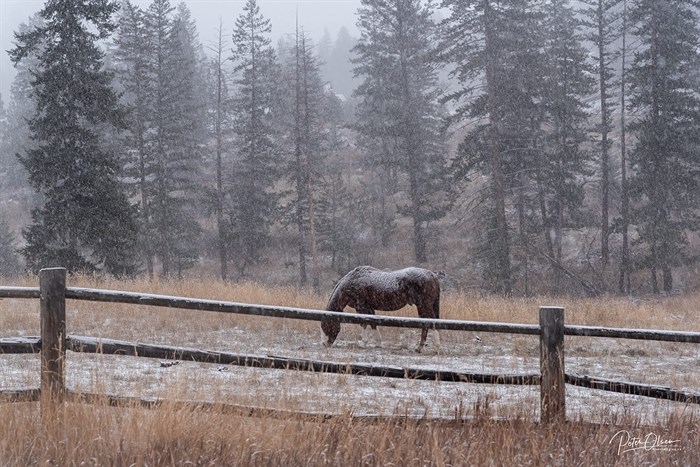 A horse is blanketed in snow on a farm in the Thompson Region. 