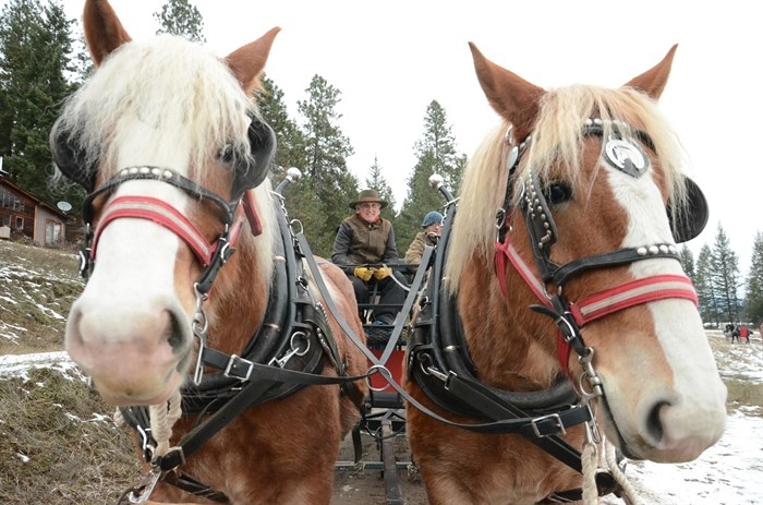 Teamsters drive their horses.