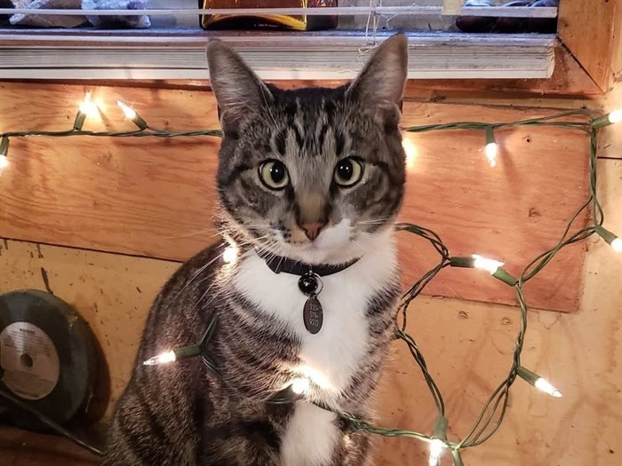 This Kamloops cat called Monkey is wearing Christmas lights. 