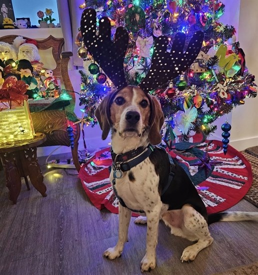 A Vernon beagle named Vader looks very festive with his antler horns. 