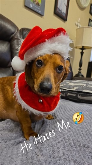 The expression on the face of this Kelowna pooch named Dash is priceless. 