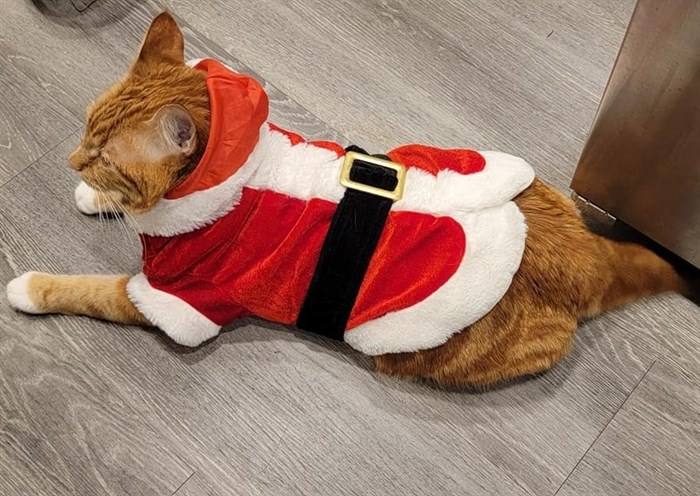 Sherman the Kamloops cat is dressing as Santa this season. 