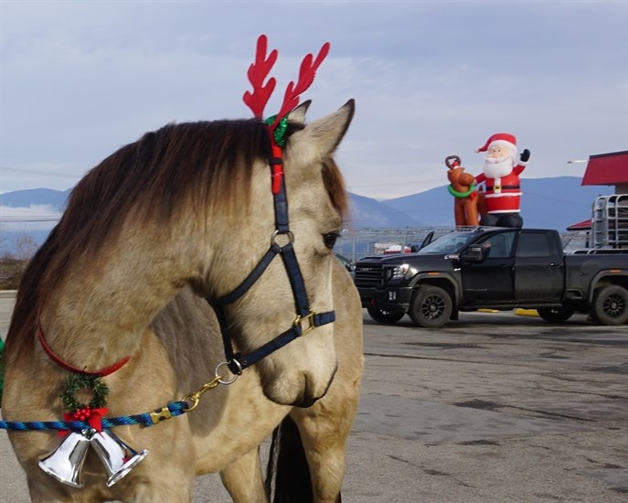 A horse from the Shuswap named Caul appears ready to pull Santa's sleigh.