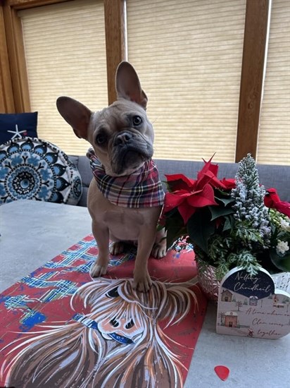 A Kamloops pup looks ready for the holiday season. 