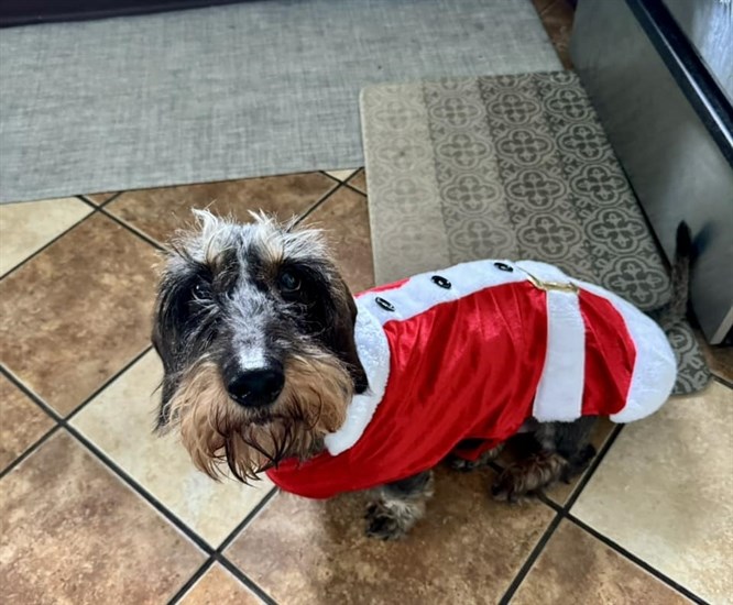 Dexter the dog is dressed as Santa in Kamloops. 