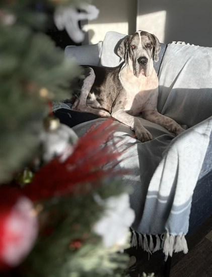 Doggo Watson sits in the winter sun beams next to a Christmas tree in Heffley Creek. 