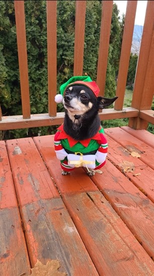 This Kelowna cutie named Max appears ready to deliver presents. 