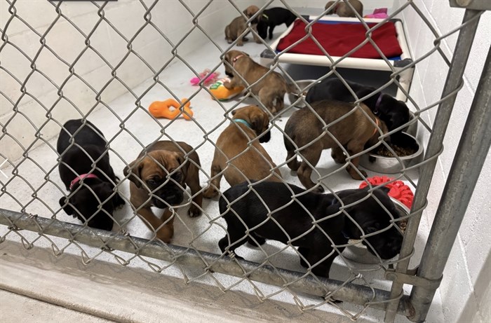 Some of the puppies rescued by the BC SPCA.