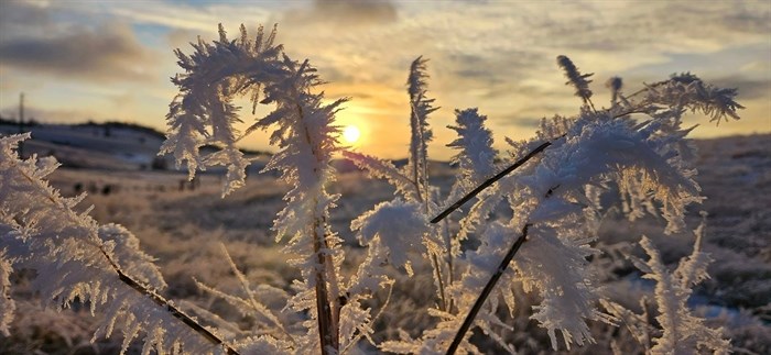 Hoarfrost in the Kamloops grasslands lends a magical winter wonderland touch. 