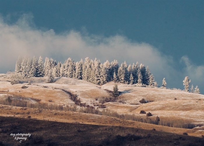 The conifers and grasslands are frosted up with hoarfrost at Paul Lake near Kamloops. 