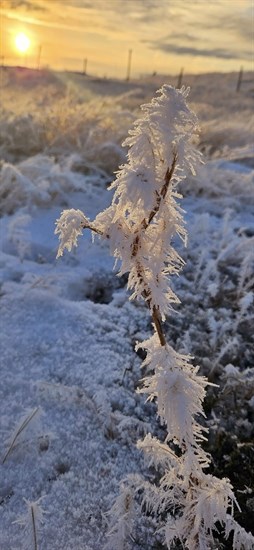 This stem in the Kamloops grasslands is covered with hoarfrost.  