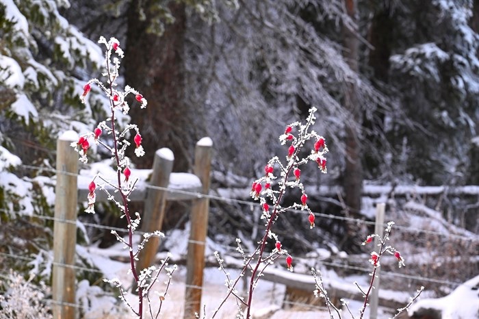 These frost covered berries were photographed in the Kamloops area. 