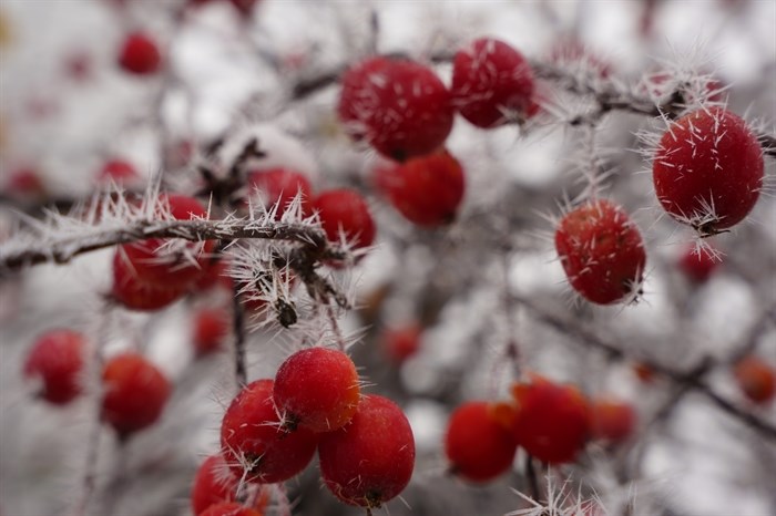 Hoarfrost and winter berries make an artistic photograph in the Osoyoos area. 