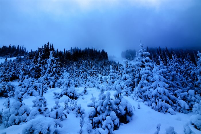 Snow-covered trees at Apex Mountain Resort