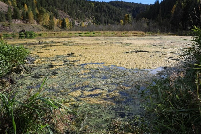 Sludge floats at the top of Wolfe Creek, downstream from the Copper Mountain Mine’s tailings dam in sm?lqmíx homelands, on Sept. 27, 2024.