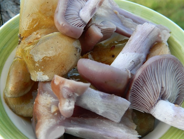 Blewit and Oyster mushrooms. 