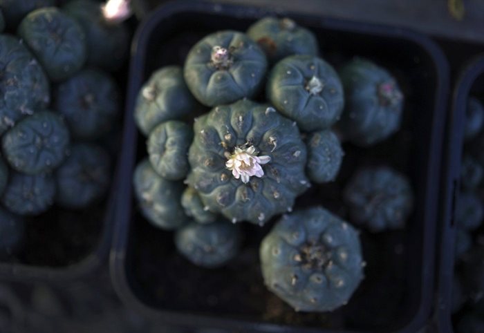 Peyote plants growing in the nursery at the Indigenous Peyote Conservation Initiative homesite in Hebbronville, Texas, Tuesday, March 26, 2024.