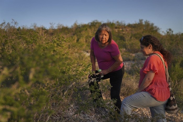 Members of the Indigenous Peyote Conservation Initiative and various chapters of the Native American Church and ABNDN, Azee Bee Nahgha of Diné Nation, look for peyote growing in the wild, in Hebbronville, Texas, Tuesday, March 26, 2024. 