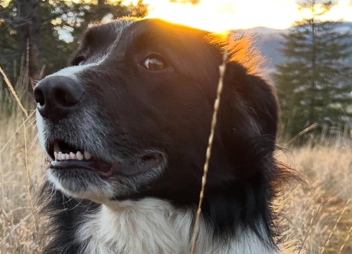 Tilly is a beloved pet of a Heffley Creek couple. 