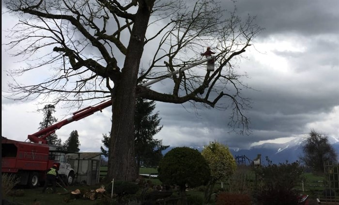 Pine Valley Tree Service 