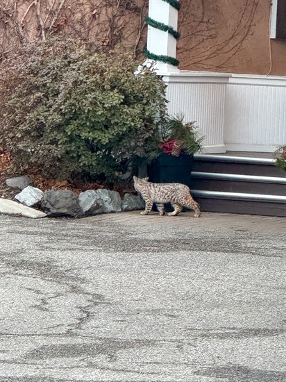 A bobcat stands outside the Eldorado Resort in Kelowna. 