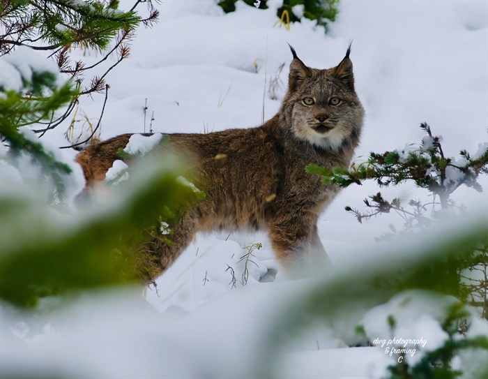 Kamloops wildlife photographer Doug Giles snapped this photo of a lynx in Tulameen end of November. 