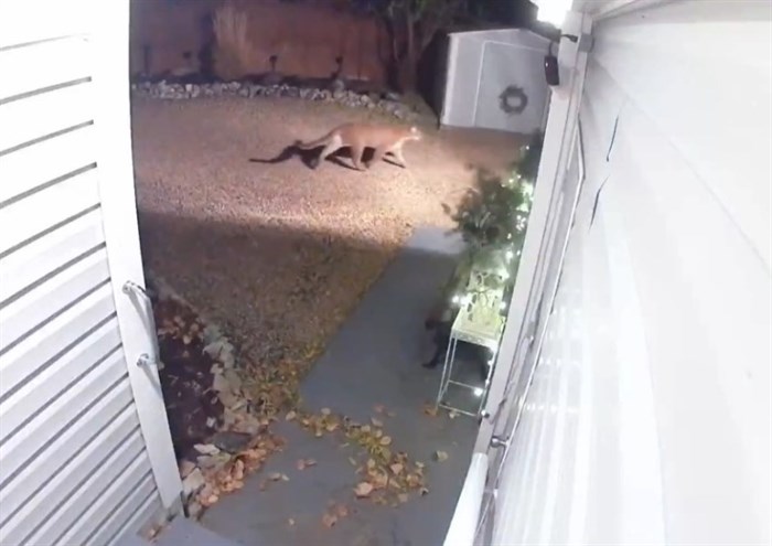 A cougar was spotted on a home security camera in Penticton in December. 