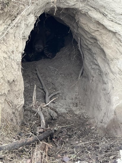 A hibernating bear was captured on camera in the Kamloops area in December. 