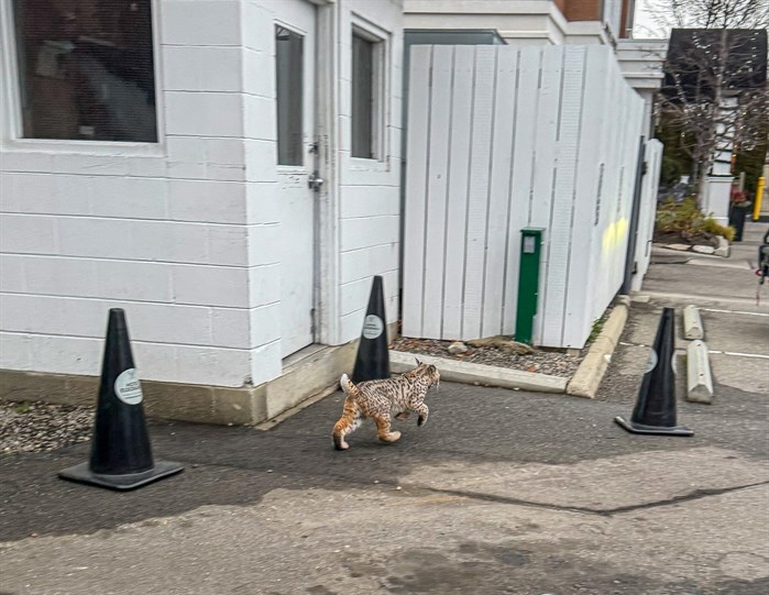 A bobcat was spotted at the Eldorado Resort in Kelowna on Jan. 3. 