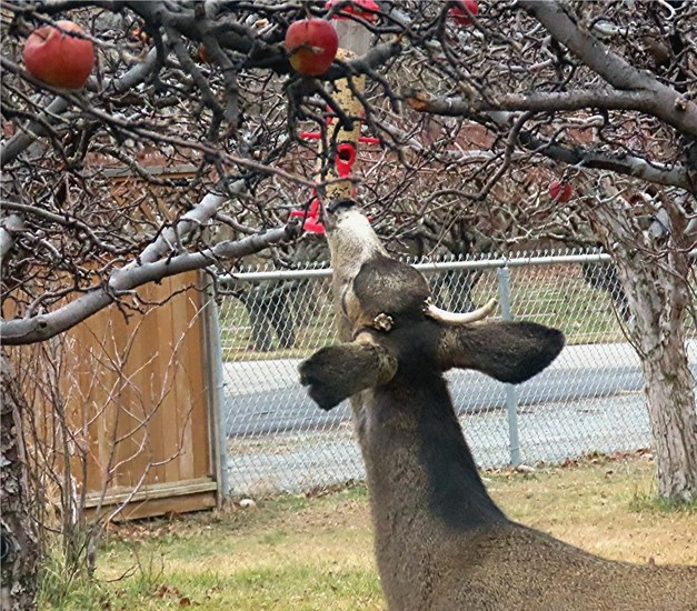 A mischievous deer tries to steal seeds from a bird feeder in Keremeos. 