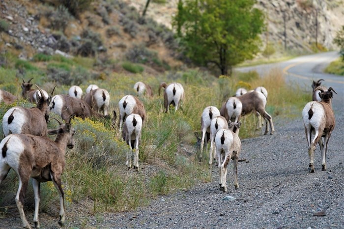 Bottoms up, Kamloops photographer snapped a photo of a herd of bighorn sheep bums in Kamloops. 