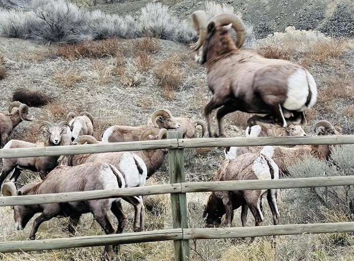 This bighorn sheep was snapped just as it cleared a fence in Kamloops. 