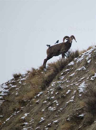 Kamloops photographer Valeria Walsh snapped this photo of a bighorn sheep.