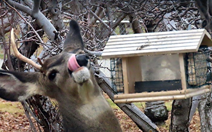 A deer in Keremeos was caught on camera just as it was licking birdseed from its mouth. 