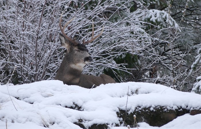 A deer is captured on camera taking a snooze on a property in Kamloops. 