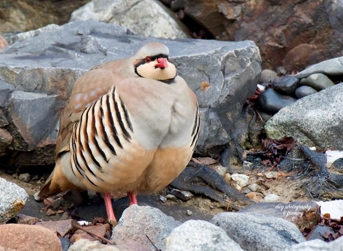 A puffed up chukar is spotted in the winter in the Kamloops area. 