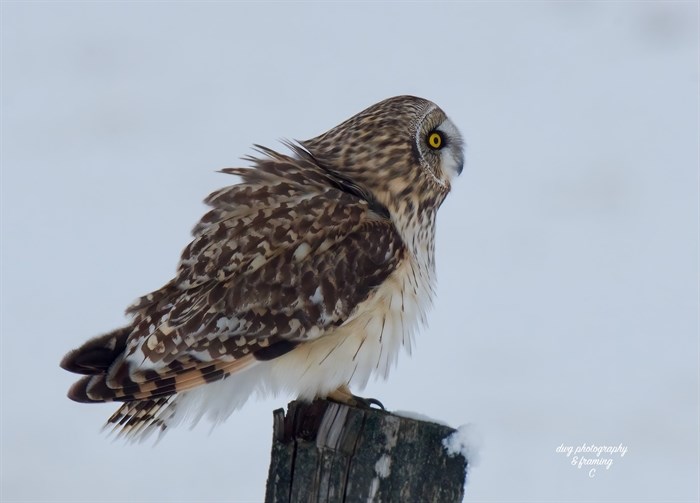 Birds, like this short-eared owl in the Kamloops area, puff up their feathers to keep warm.  