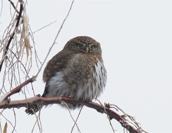 A pygmy owl in the Kamloops area puffs up its feathers to stay warm in winter. 