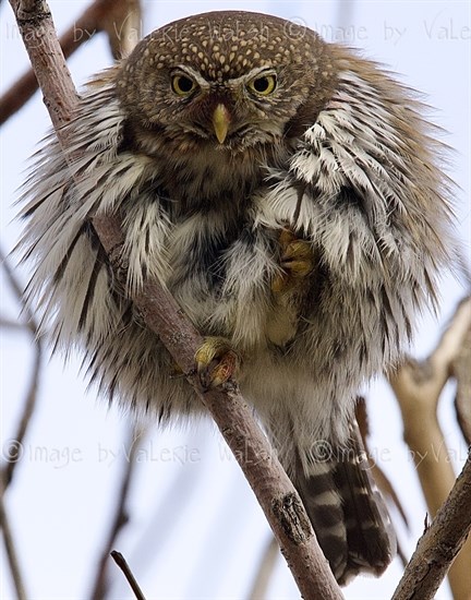 This northern pygmy owl was spotted in the Kamloops area. 