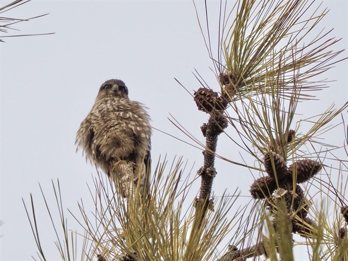 A merlin in the South Okanagan has its feathers puffed up in winter.  